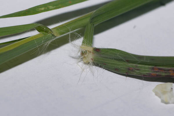 Bothriochloa bladhii Collar