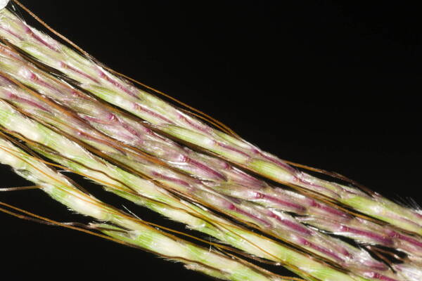 Bothriochloa bladhii Spikelets