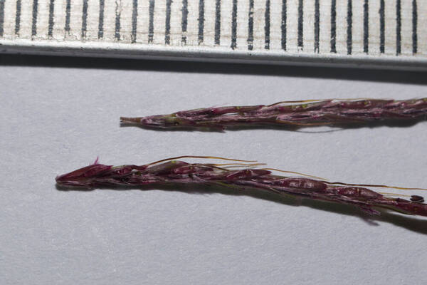 Bothriochloa bladhii Spikelets