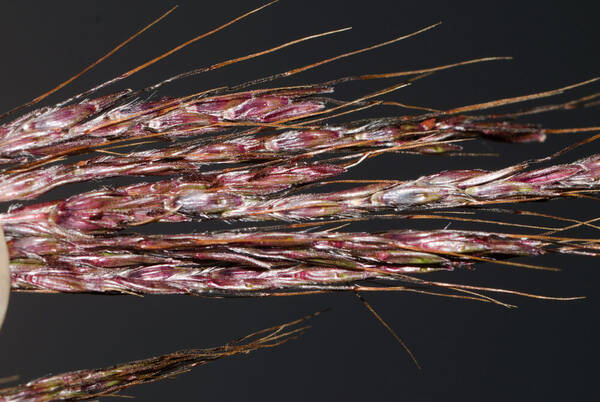 Bothriochloa bladhii Spikelets