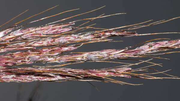 Bothriochloa bladhii Spikelets