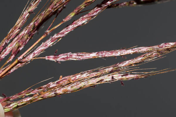 Bothriochloa bladhii Spikelets