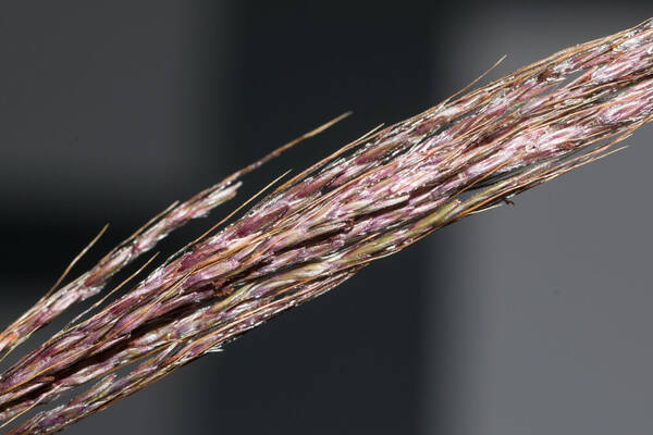 Bothriochloa bladhii Spikelets