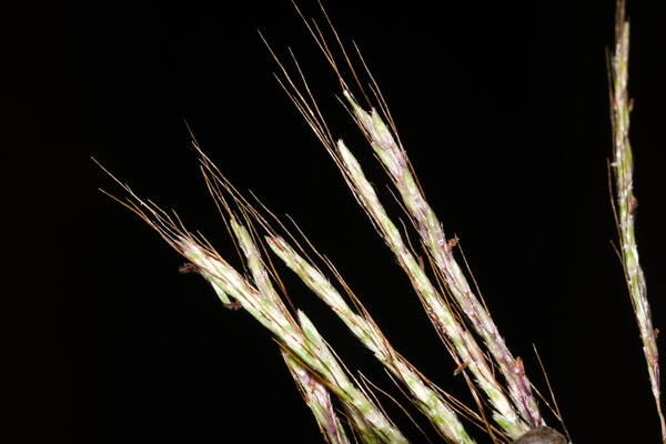 Bothriochloa bladhii Spikelets