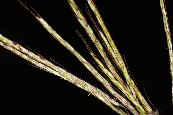 Bothriochloa bladhii Spikelets