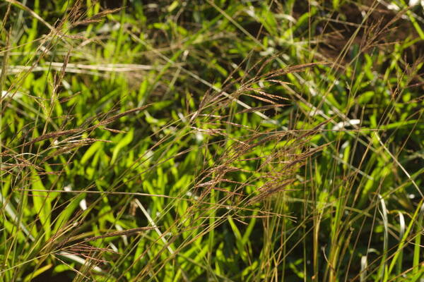 Bothriochloa bladhii Habit