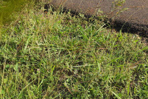 Bothriochloa bladhii Habit