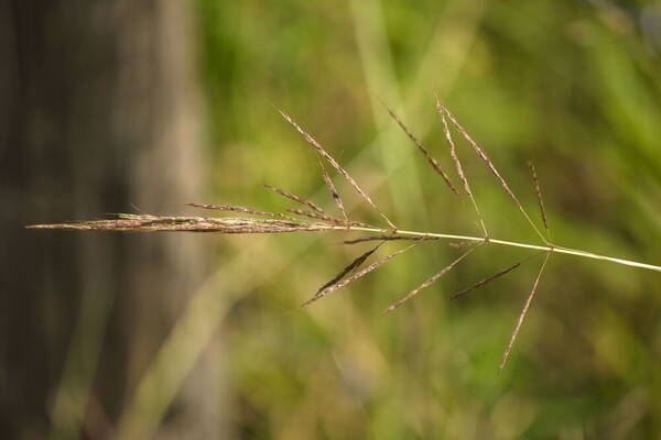 Bothriochloa bladhii Inflorescence