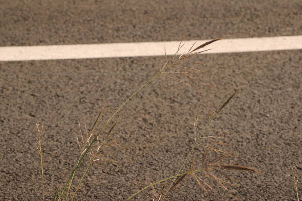 Bothriochloa bladhii Inflorescence