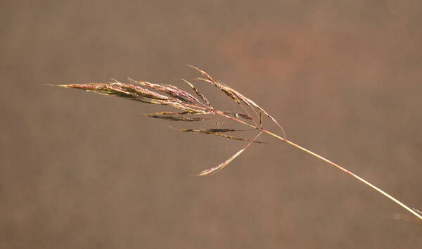 Bothriochloa bladhii Inflorescence