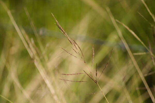 Bothriochloa bladhii Inflorescence