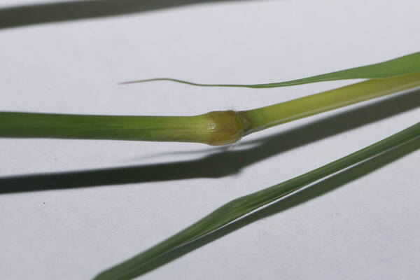 Bothriochloa bladhii Node