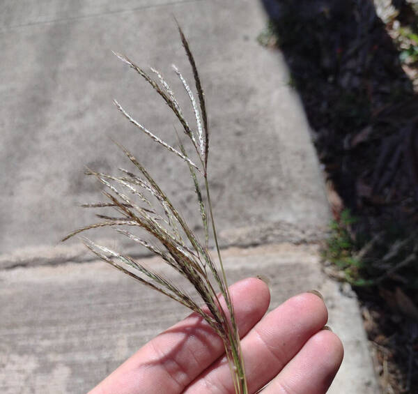 Bothriochloa ischaemum Inflorescence