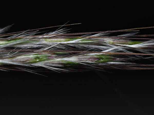 Bothriochloa macra Spikelets