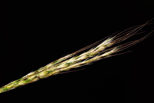 Bothriochloa macra Spikelets