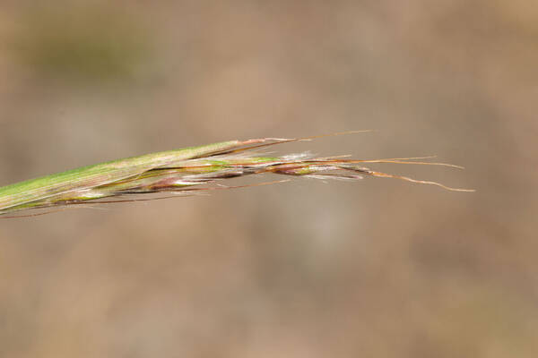 Bothriochloa macra Spikelets