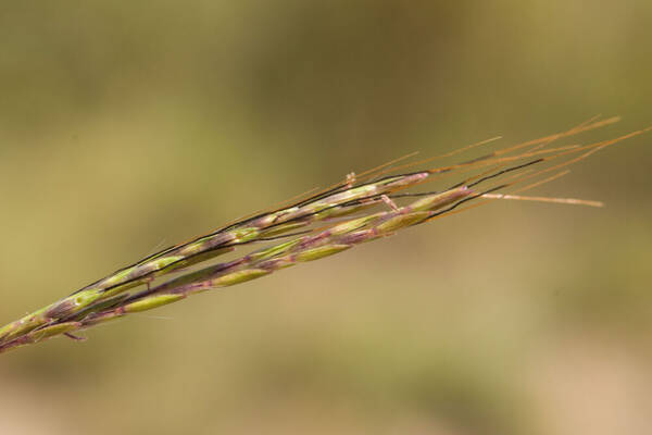 Bothriochloa macra Spikelets