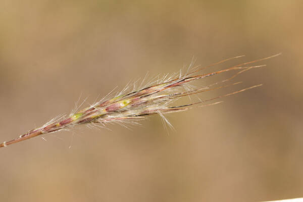 Bothriochloa macra Spikelets