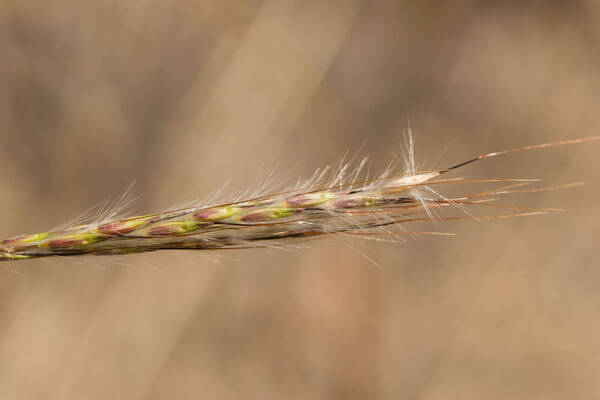 Bothriochloa macra Spikelets