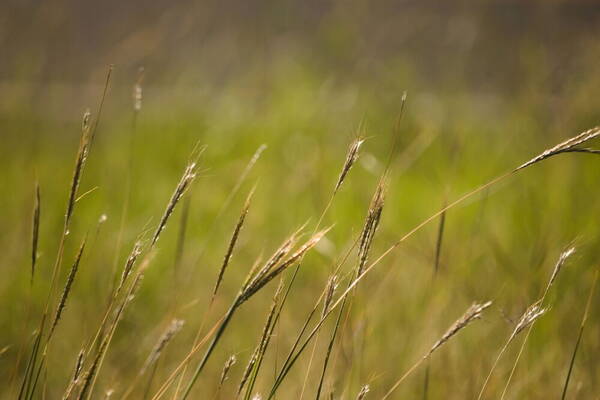 Bothriochloa macra Habit