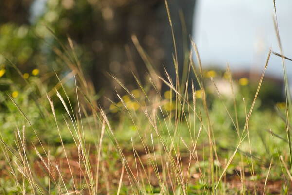 Bothriochloa macra Habit