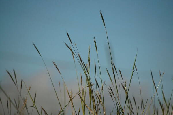 Bothriochloa macra Habit