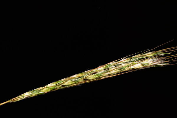 Bothriochloa macra Inflorescence