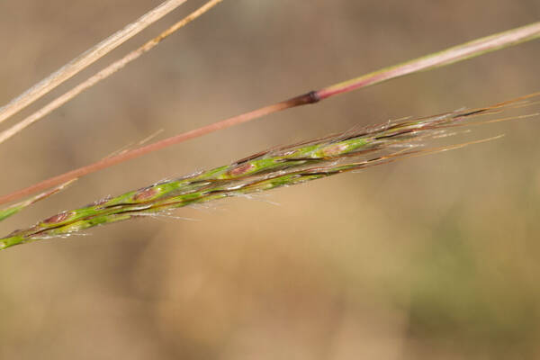 Bothriochloa macra Inflorescence