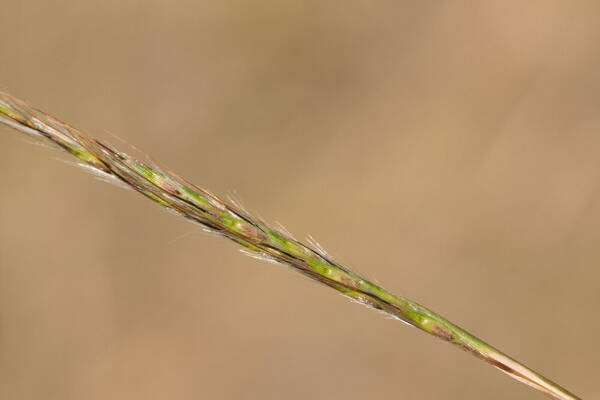 Bothriochloa macra Inflorescence