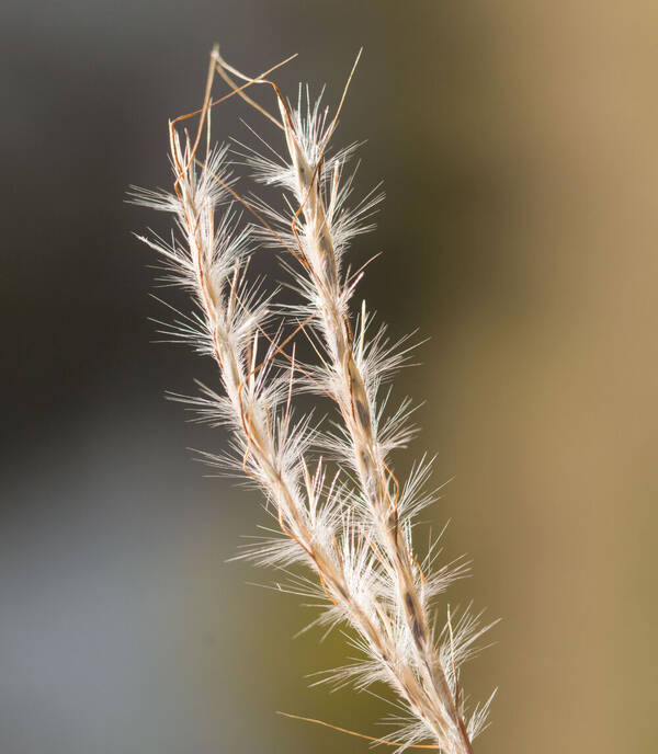 Bothriochloa macra Inflorescence