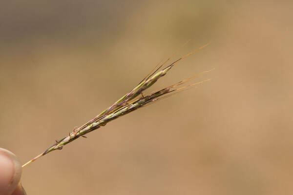 Bothriochloa macra Inflorescence