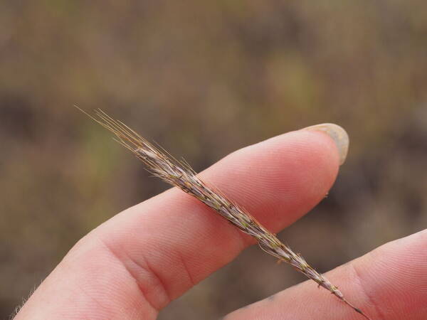 Bothriochloa macra Inflorescence