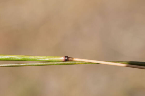 Bothriochloa macra Node