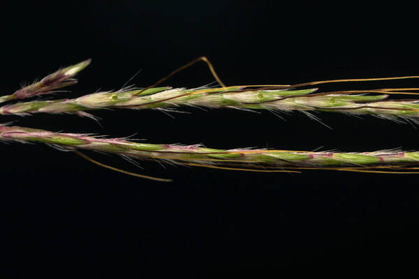 Bothriochloa pertusa Spikelets