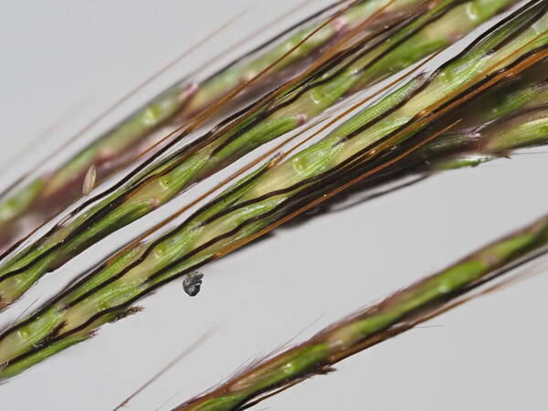 Bothriochloa pertusa Spikelets