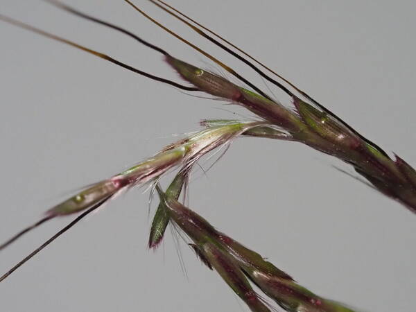 Bothriochloa pertusa Spikelets