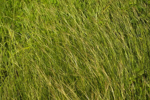 Bothriochloa pertusa Habit