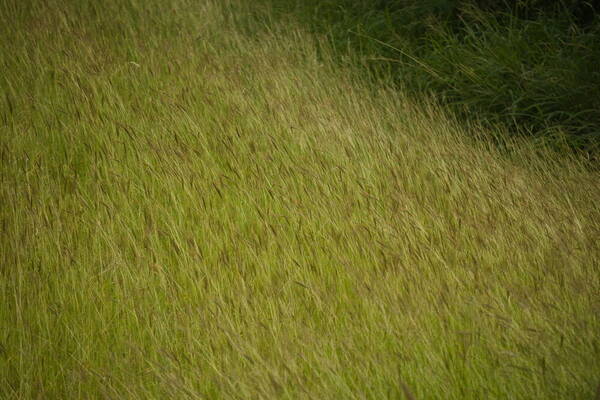 Bothriochloa pertusa Habit