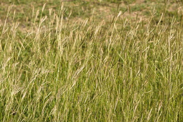 Bothriochloa pertusa Habit