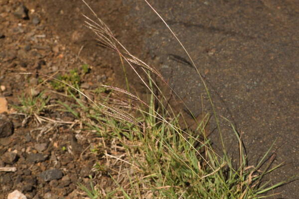 Bothriochloa pertusa Habit