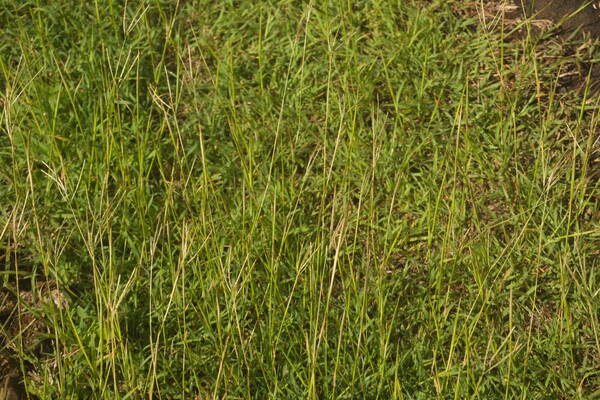 Bothriochloa pertusa Habit