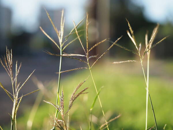 Bothriochloa pertusa Habit