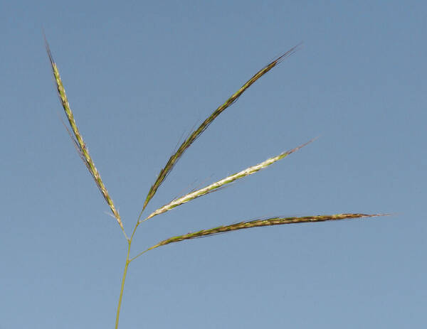 Bothriochloa pertusa Inflorescence