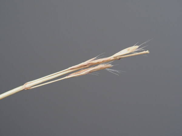 Bothriochloa pertusa Inflorescence