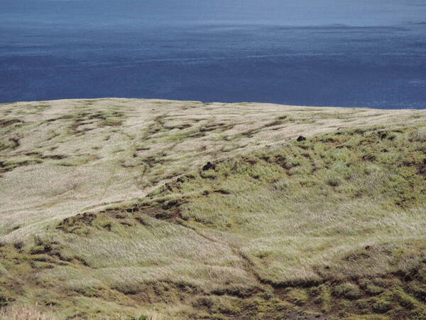 Bothriochloa pertusa Landscape