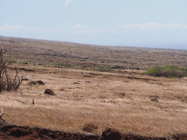 Bothriochloa pertusa Landscape