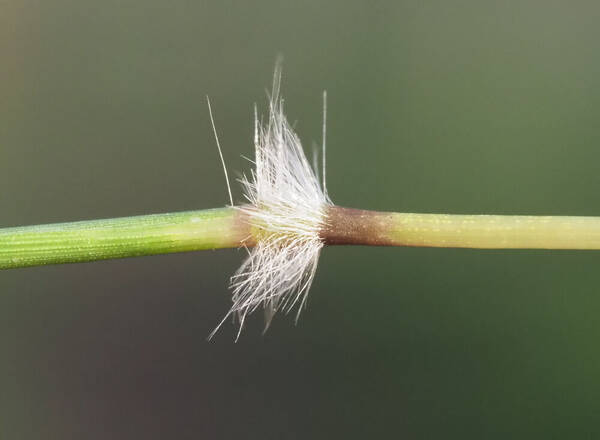 Bothriochloa pertusa Node