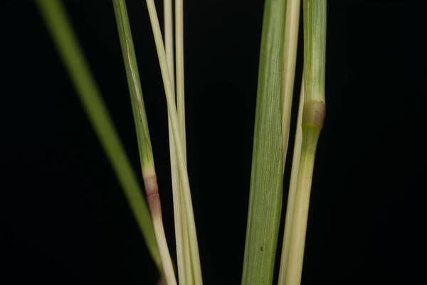 Bothriochloa pertusa Node