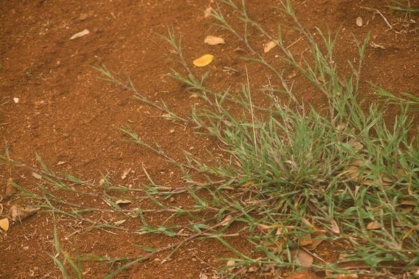 Bothriochloa pertusa Plant