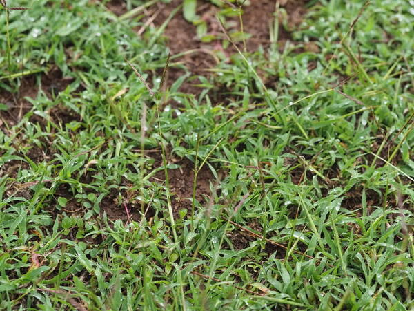 Bothriochloa pertusa Plant